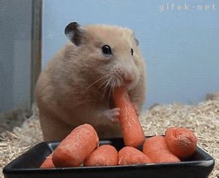 Funny Animals GIFs - Get the best GIF on GIPHY