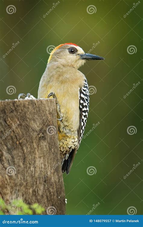 Hoffmanns Woodpecker Melanerpes Hoffmannii Resident Breeding Bird