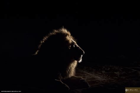 Following lions into the night - Africa Geographic