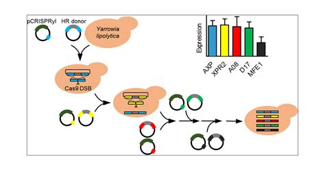 Standardized Markerless Gene Integration For Pathway Engineering In