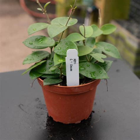 Hoya "Chouke" - Gabriella Plants
