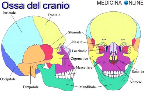 Cranio E Base Cranica Ossa Anatomia E Funzioni Medicina Online