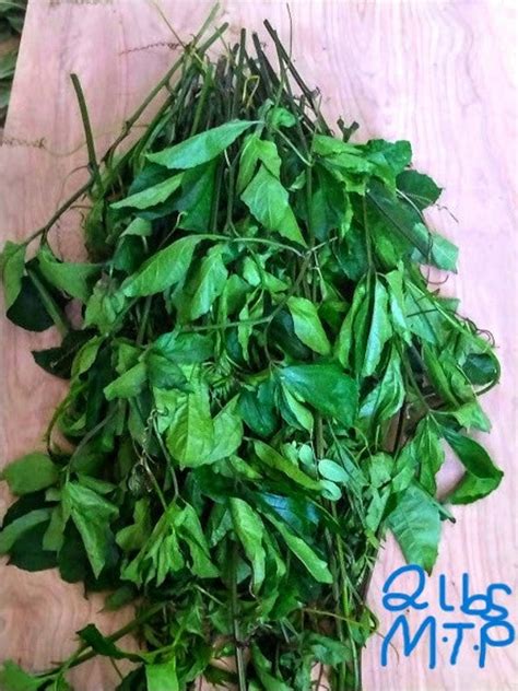 Fresh Ugu Leaves For Cooking Fluted Pumpkin Leaves Etsy