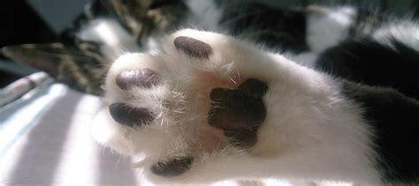 Cat Feet Studio