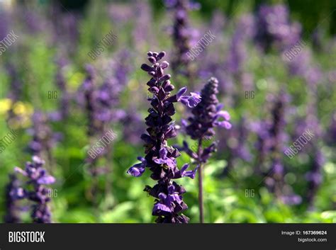 Lavender Purple Plant Image & Photo (Free Trial) | Bigstock