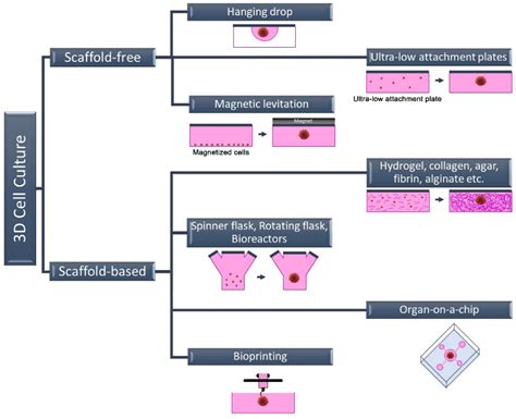 Future Pharmacology Free Full Text Three Dimensional Cell Culture