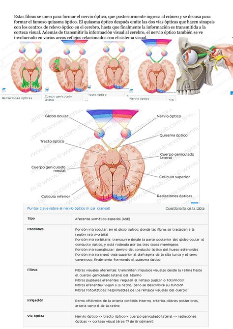 SOLUTION Resumen De Nervios Craneales Studypool