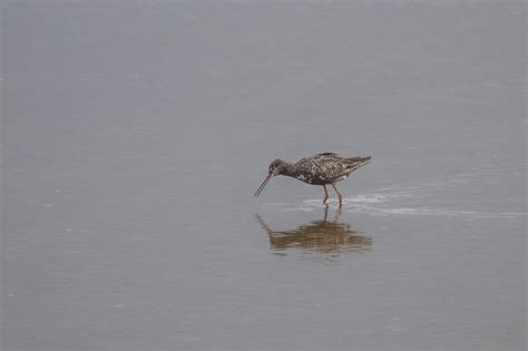 Redshank & Greenshank | If You're Ever In…