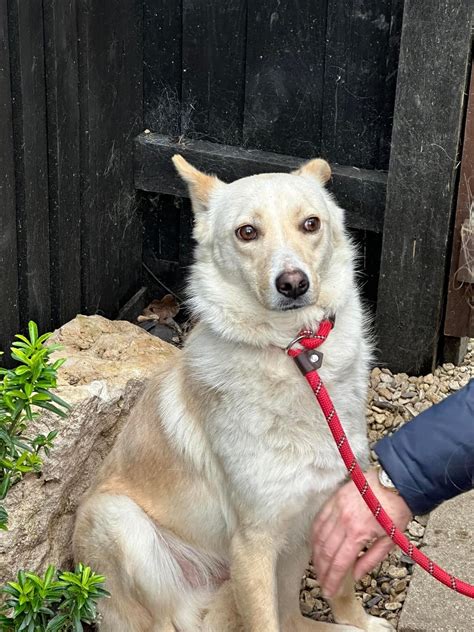 Adult Angels — Freedom Angels Romania