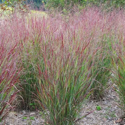 Shenandoah Red Switchgrass Panicum American Meadows Drought