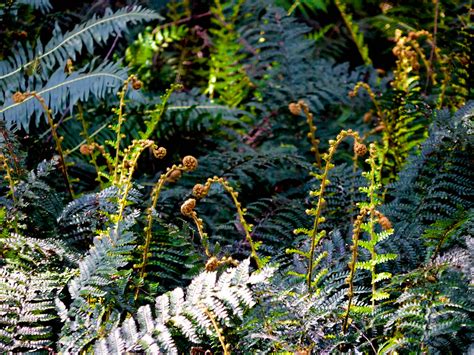 Cathedral Of Ferns Mount Wilson Blue Mountains NSW Flickr