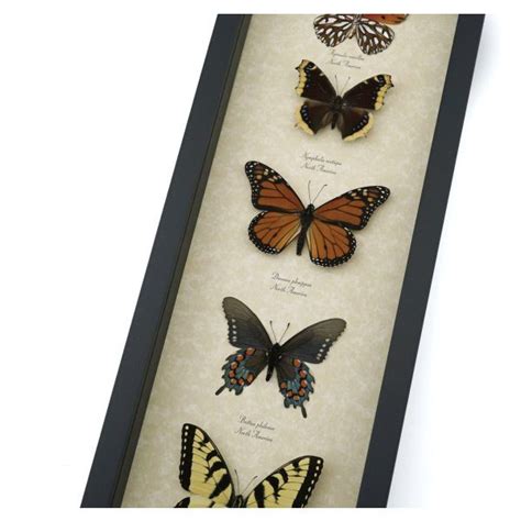 North American Butterfly Collection Real Framed Butterflies