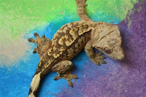 How To Breed Crested Geckos So You Want To Breed Your Crested By