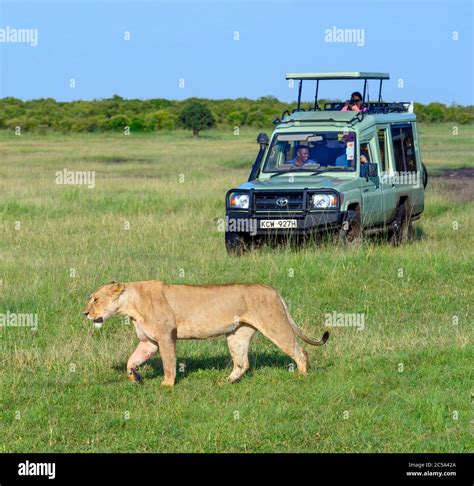 Lion Panthera Leo Lioness Walking In Front Of Safari Vehicle Masai