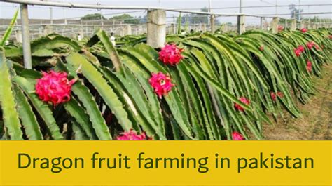 Dragon Fruit Farming In Pakistan Agribusiness Pakistan