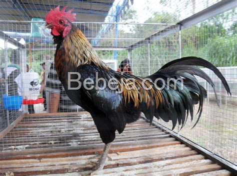 Ayam Tolaki Dari Sulawesi Tenggara