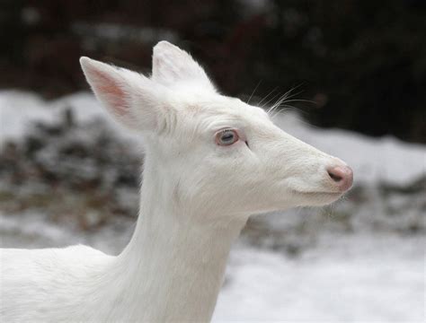 Albino White Tailed Deer Of Boulder Junction Wisconsin