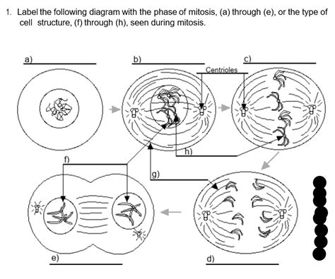 Solved 1 Label The Following Diagram With The Phase Of