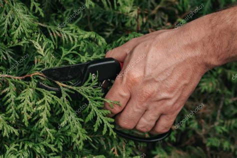 Thuja Poda Tijeras De Jard N Para Cortar Plantas De Con Feras