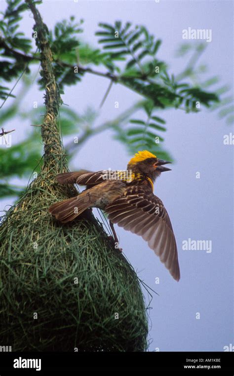 Male BAYA WEAVER Ploceus Philippinus Displaying At Nest Stock Photo