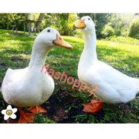 Jual Bebek Peking Hidup Terdekat Harga Murah Grosir Juni 2024