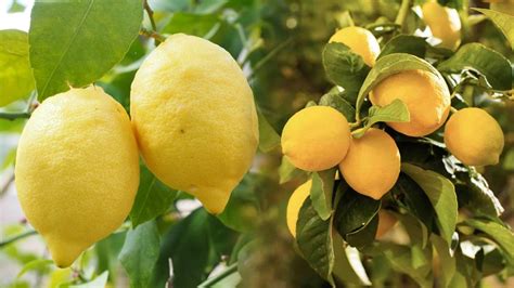 Découvrez la méthode insolite pour faire pousser un citronnier à partir