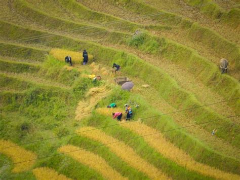 “Seeing” the Sa Pa Rice Terraces - Niteo Tours