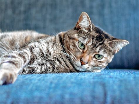 Pet Allergies Causes Symptoms And Treatment Options Cats Maniac