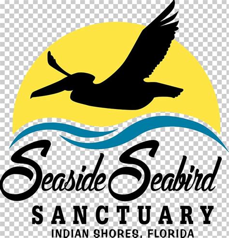 Suncoast Seabird Sanctuary Seaside Seabird Sanctuary Beak Pelican PNG