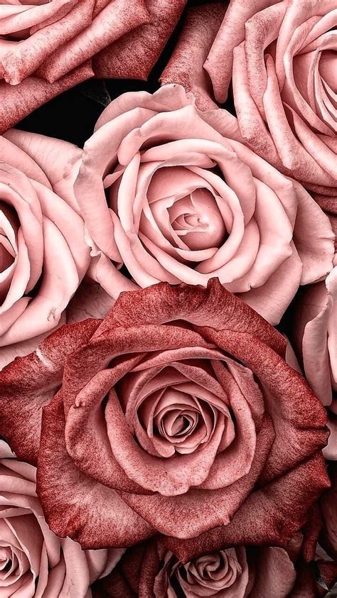 Rose Flowers And Pink Image Rose Gold Pink Aesthetic 720x1280