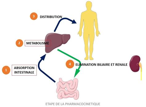 phamacocinétique help UE6 Initiation à la Connaissance du