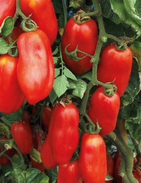 San Marzano (Indeterminate) Tomato Seeds | Heirloom | Tim's Tomatoes