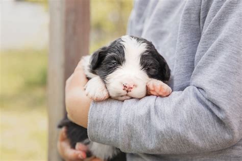 Border-Aussie (Border Collie & Australian Shepherd Mix): Info, Pictures & More | Hepper