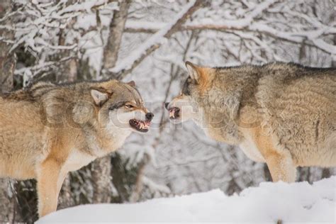 Two male wolves snarling at each other | Stock image | Colourbox