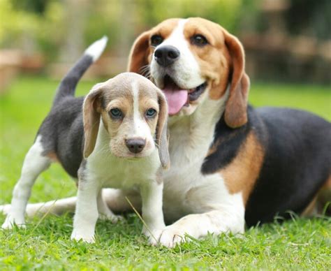 Chó Beagle săn thỏ - Đặc điểm, tính cách và kỹ thuật nuôi