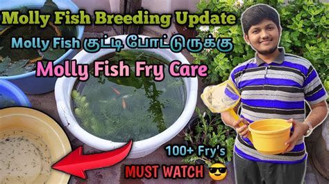 Molly Fish Fry care Molly Fish Breeding Results தமழ Wonder