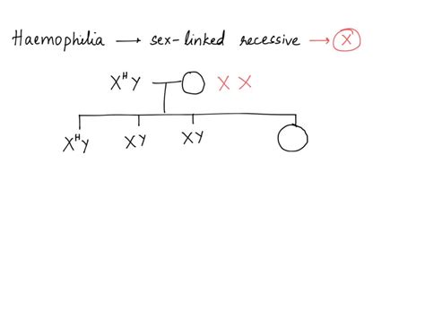 Solved Haemophilia Is A Sex Linked Recessive Condition A Haemophiliac