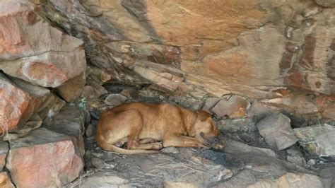 Nspca Inspector Bravely Rescues A Stranded Dog From Treacherous Cliffs