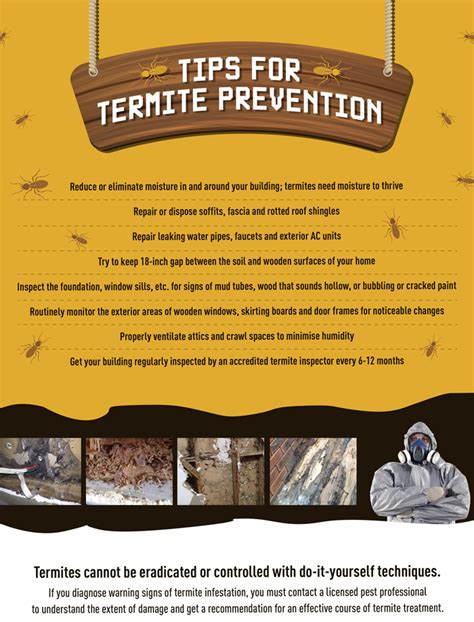 Your Home What Happens To Termites In The Winter Australian Women