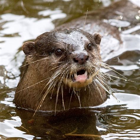 States Where Pet Otters Are Legal