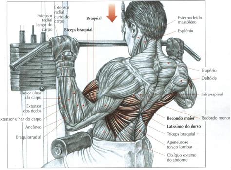 Exerc Cios Para As Costas Dorsais Parte