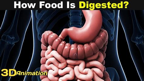 The Human Digestive System How Digestive System Works 3D Animation