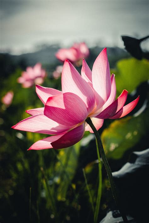 Lotus Blomma Rosa Gratis Foto P Pixabay Pixabay