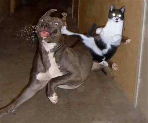 Could A Cat Kill A Dog