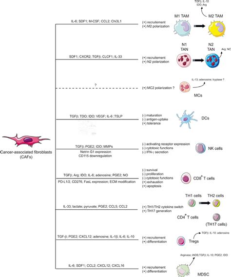 Schematic Representation Of Cafs Dependent Immunosuppression Cafs