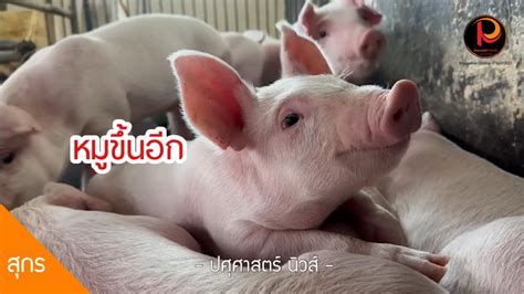 พรุ่งนี้ ผู้เลี้ยงหมูชลบุรี แจ้งหมูหน้าฟาร์มราคาขึ้น