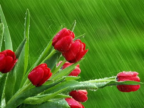 Spring Rain Wallpapers - Top Free Spring Rain Backgrounds - WallpaperAccess