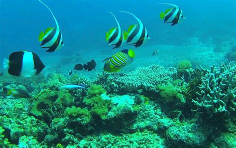 Diving Tanzania - Snorkeling in the corals of Tanzania