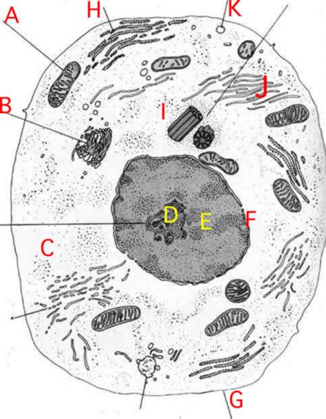 Animal Cell Structure Cells Cross Section Of An Animal Cell