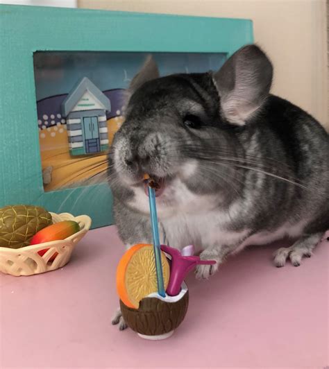 Chinchillin Chinchilla Animals Rabbit